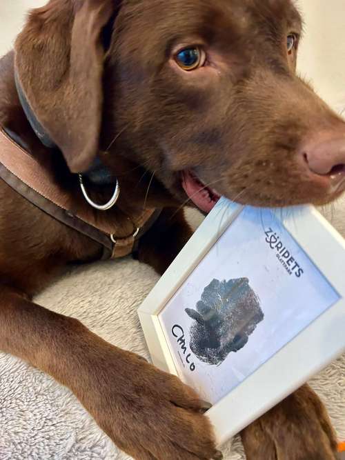 Hundeauslaufgebiet-Züripets 24/7-Bild