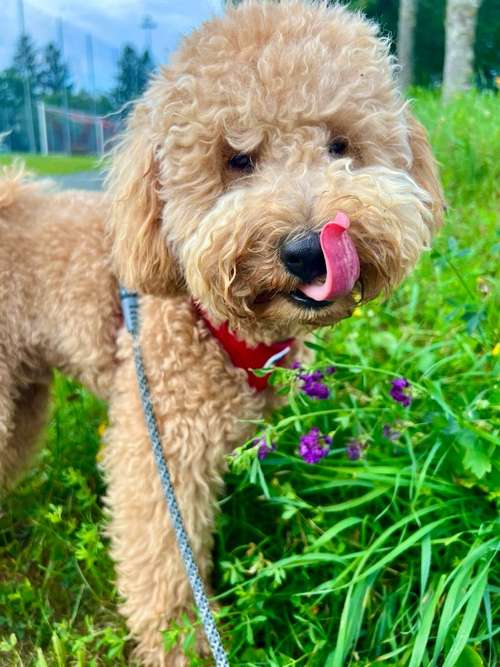 Hundeauslaufgebiet-Züripets 24/7-Bild