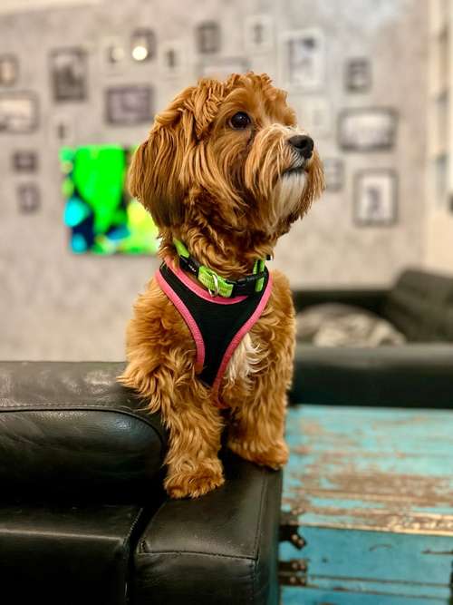 Hundeauslaufgebiet-Züripets 24/7-Bild