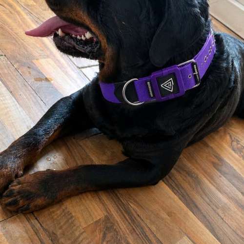 Hundeauslaufgebiet-Milla'sdoghouse-Bild