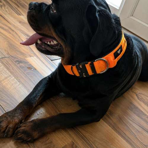 Hundeauslaufgebiet-Milla'sdoghouse-Bild