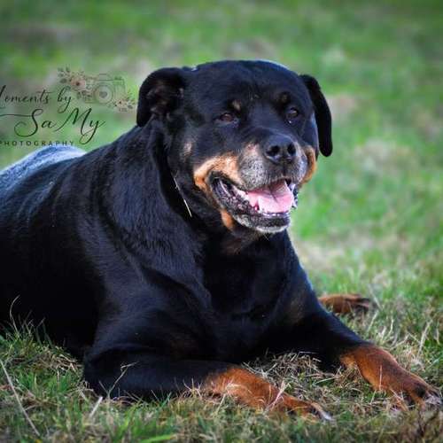 Hundeauslaufgebiet-Milla'sdoghouse-Bild