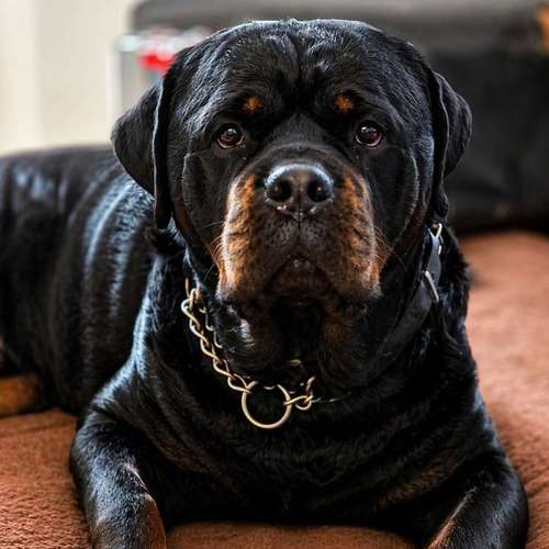 Hundeauslaufgebiet-Milla'sdoghouse-Bild