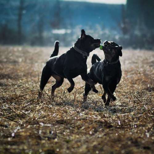 Hundeauslaufgebiet-Milla'sdoghouse-Bild