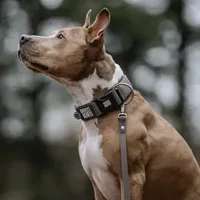 Hundeauslaufgebiet-Milla'sdoghouse-Bild