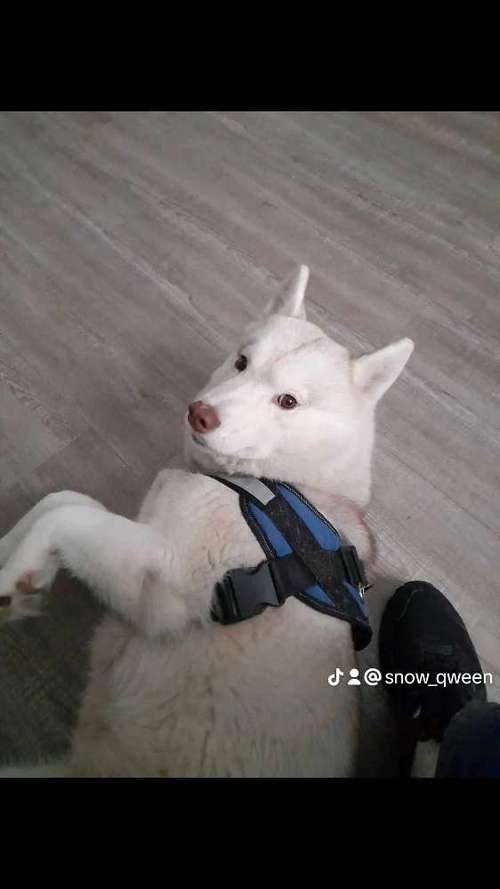 Hundeauslaufgebiet-Hundesitting Voigt-Bild