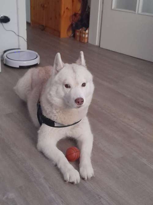 Hundeauslaufgebiet-Hundesitting Voigt-Bild