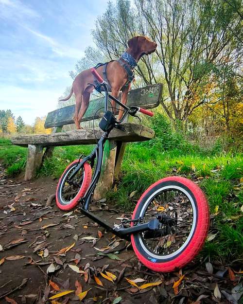 Hundeauslaufgebiet-TretrollerLiebe-Bild