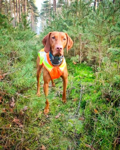 Hundeauslaufgebiet-TretrollerLiebe-Bild