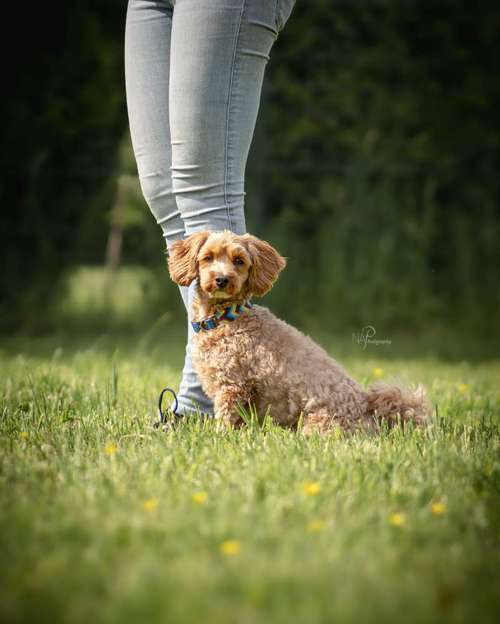 Hundeauslaufgebiet-NAP-Bild