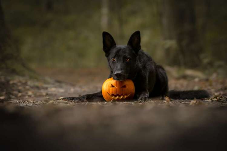 Hundeauslaufgebiet-NAP-Bild