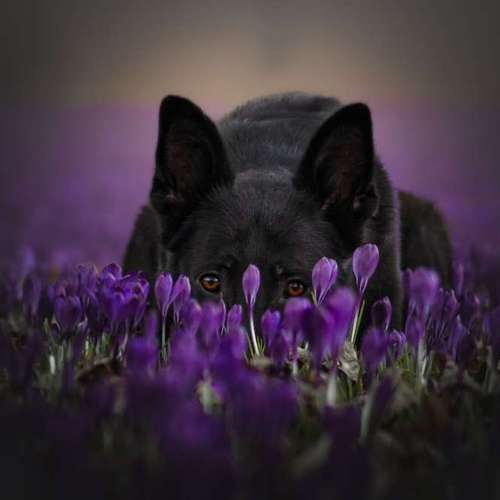 Hundeauslaufgebiet-NAP-Bild