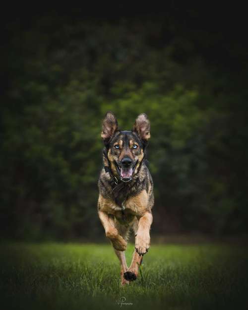 Hundeauslaufgebiet-NAP-Bild