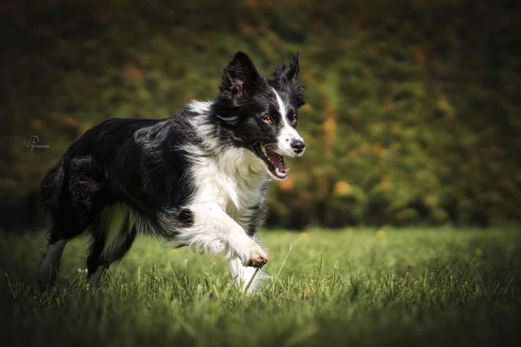 Hundeauslaufgebiet-NAP-Bild