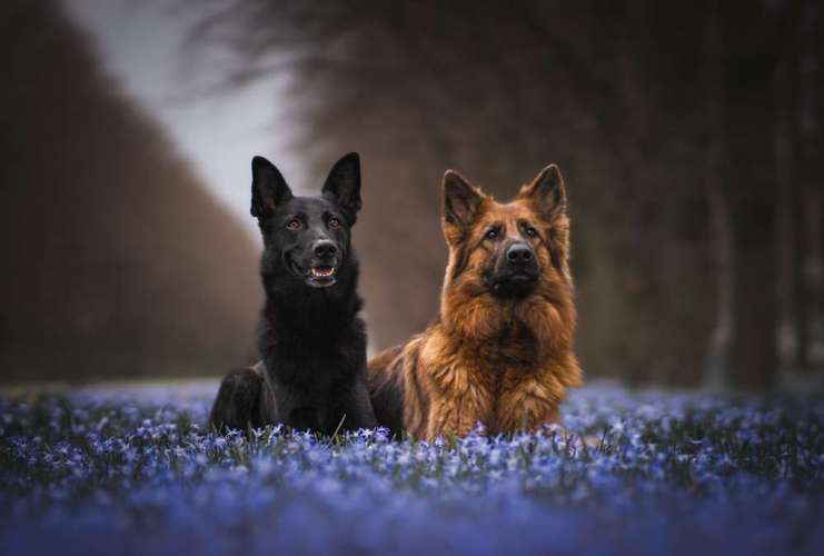 Hundeauslaufgebiet-NAP-Bild