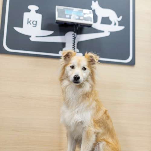 Hundeauslaufgebiet-ZooRoyal Elmshorn-Bild