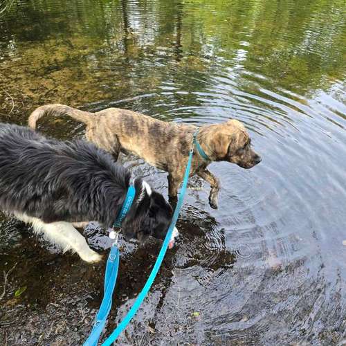 Hundeauslaufgebiet-ProKyon-Bild
