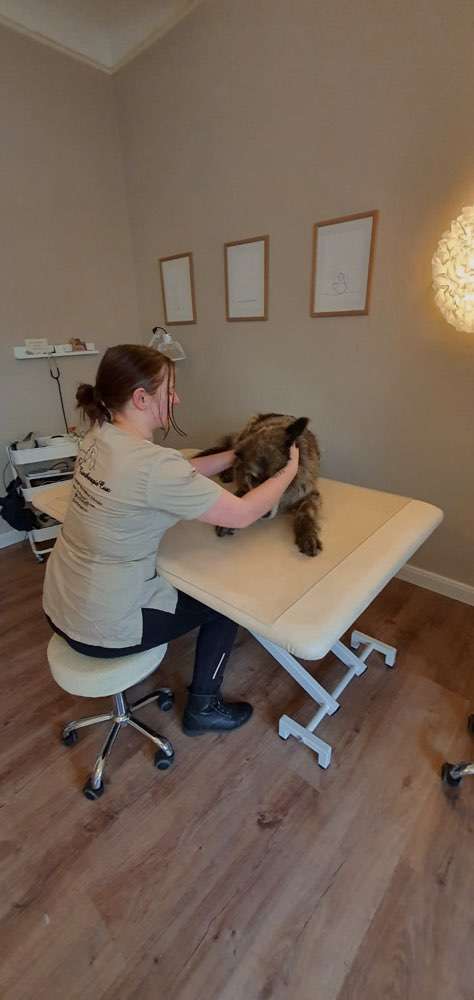 Hundeauslaufgebiet-TiertherapieCux-Bild