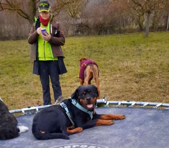 Hundeauslaufgebiet-SaPhiTierService und Beratung Zellertal-Bild