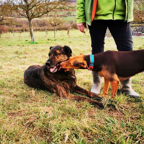 Hundeauslaufgebiet-SaPhiTierService und Beratung Zellertal-Bild