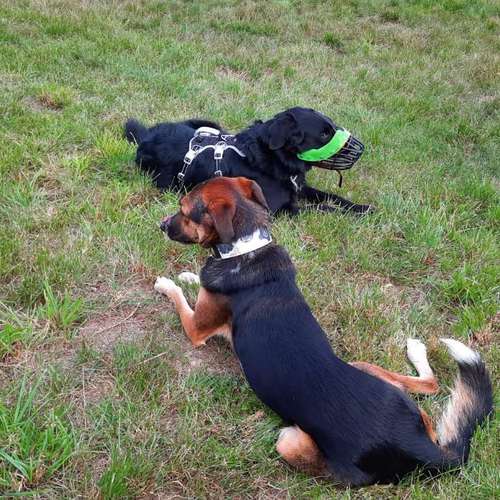 Hundeauslaufgebiet-SaPhiTierService und Beratung Zellertal-Bild