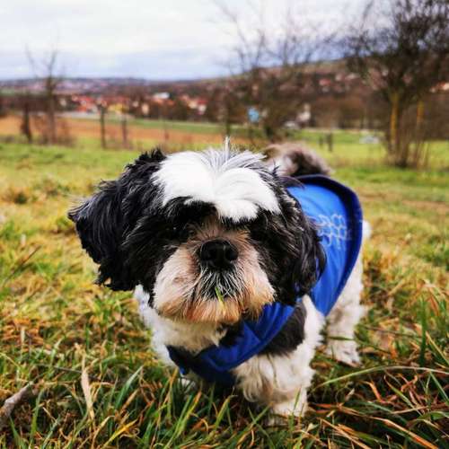 Hundeauslaufgebiet-SaPhiTierService und Beratung Zellertal-Bild