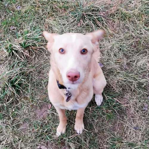 Hundeauslaufgebiet-SaPhiTierService und Beratung Zellertal-Bild