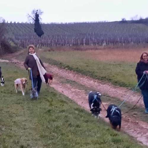 Hundeauslaufgebiet-SaPhiTierService und Beratung Zellertal-Bild