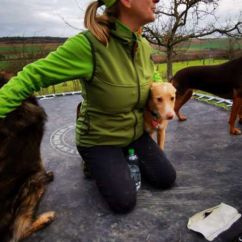 Hundeauslaufgebiet-SaPhiTierService und Beratung Zellertal-Bild