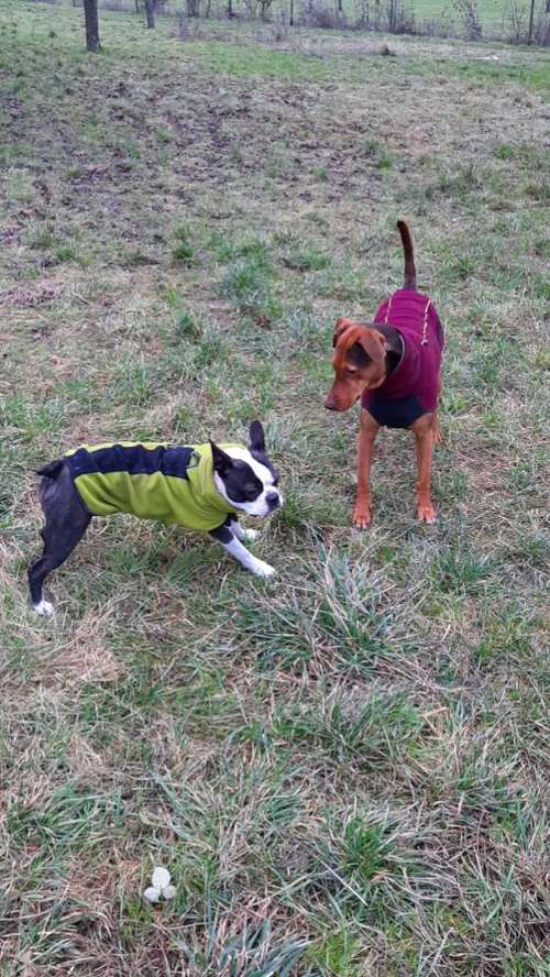 Hundeauslaufgebiet-SaPhiTierService und Beratung Zellertal-Bild