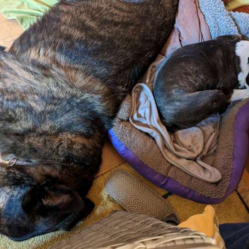 Hundeauslaufgebiet-SaPhiTierService und Beratung Zellertal-Bild