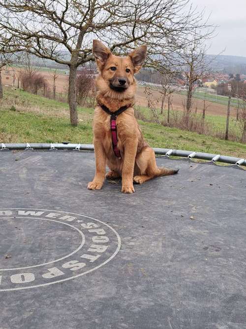 Hundeauslaufgebiet-SaPhiTierService und Beratung Zellertal-Bild