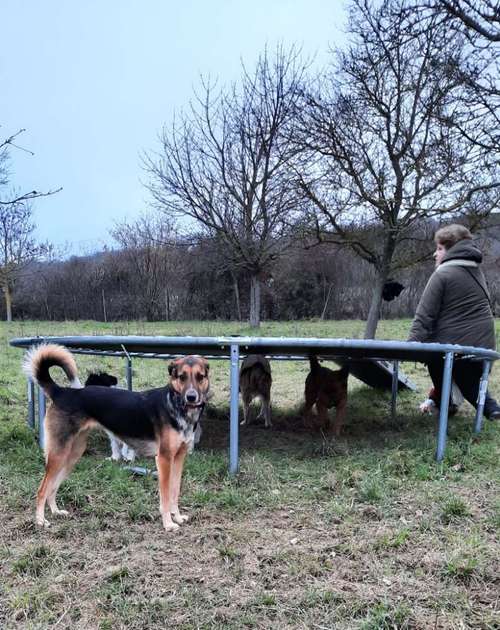 Hundeauslaufgebiet-SaPhiTierService und Beratung Zellertal-Bild