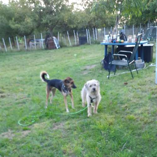 Hundeauslaufgebiet-SaPhiTierService und Beratung Zellertal-Bild