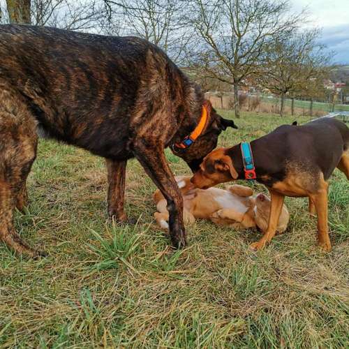 Hundeauslaufgebiet-SaPhiTierService und Beratung Zellertal-Bild