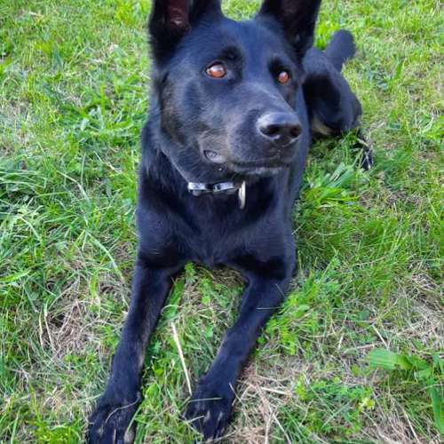 Hundeauslaufgebiet-SaPhiTierService und Beratung Zellertal-Bild