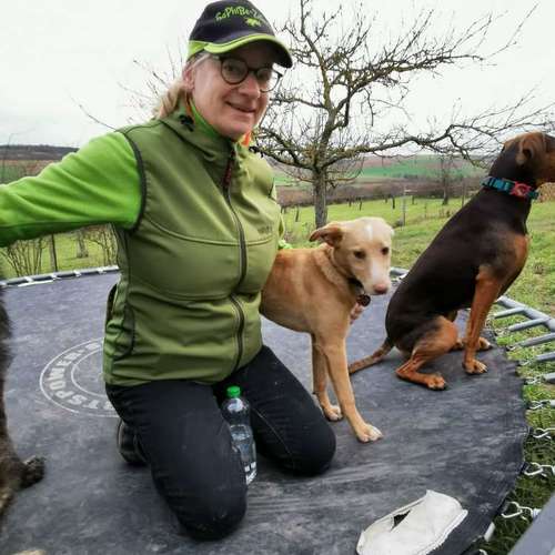 Hundeauslaufgebiet-SaPhiTierService und Beratung Zellertal-Bild