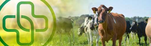 Hundeauslaufgebiet-Tierarztpraxis Wietmarschen-Bild