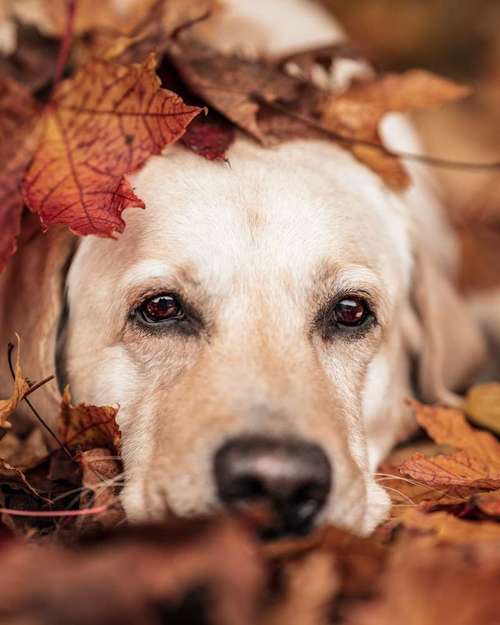 Hundeauslaufgebiet-Ramona Rathjen Fotodesign-Bild