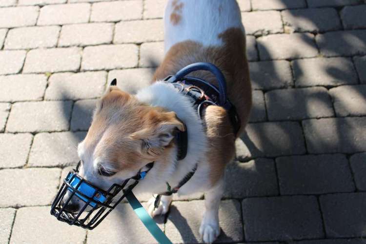 Hundeauslaufgebiet-Hundekompass-Bild