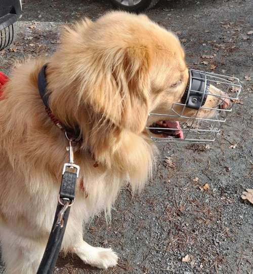 Hundeauslaufgebiet-Hundekompass-Bild