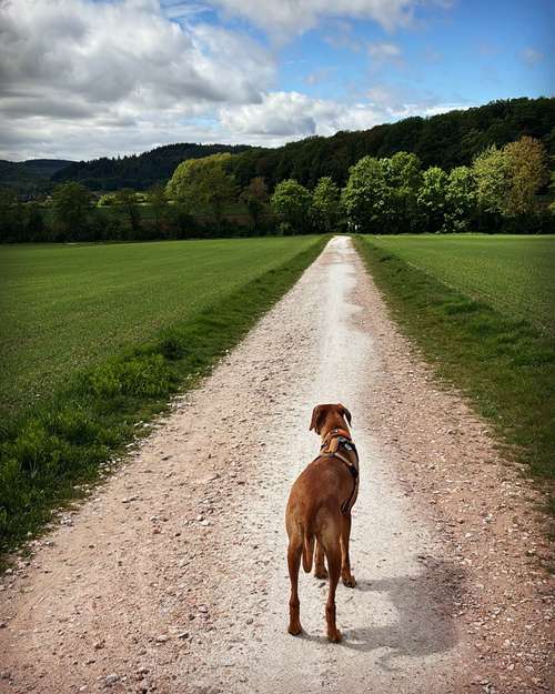 Hundeauslaufgebiet-Hundeschule Smart Canis-Bild