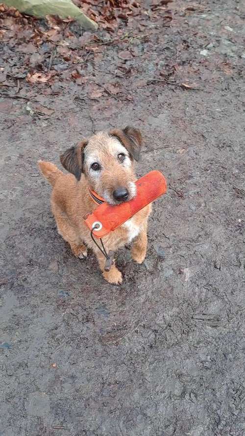 Hundeauslaufgebiet-Hundeschule Hund und Mensch-Bild