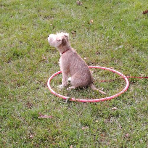 Hundeauslaufgebiet-Hundeschule Hund und Mensch-Bild