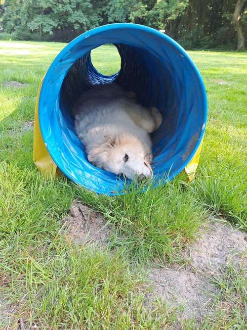 Hundeauslaufgebiet-Hundeschule Hund und Mensch-Bild