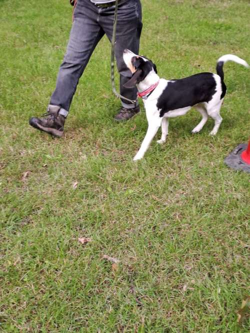 Hundeauslaufgebiet-Hundeschule Hund und Mensch-Bild