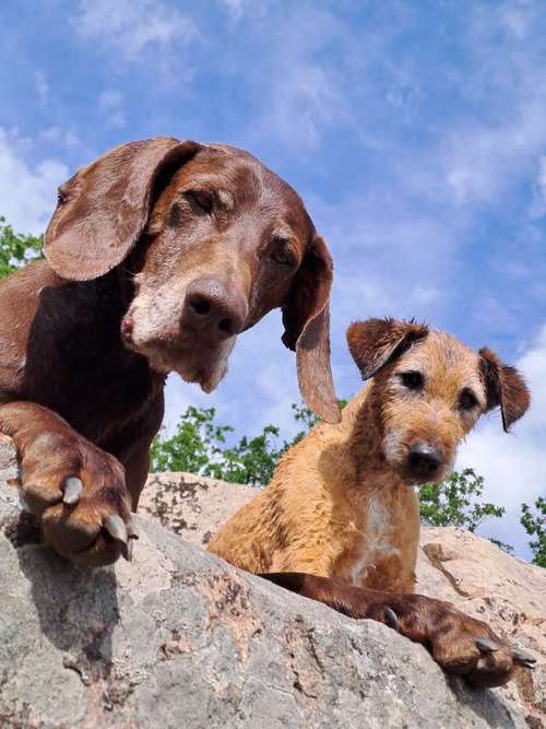 Hundeauslaufgebiet-Hundeschule Hund und Mensch-Bild