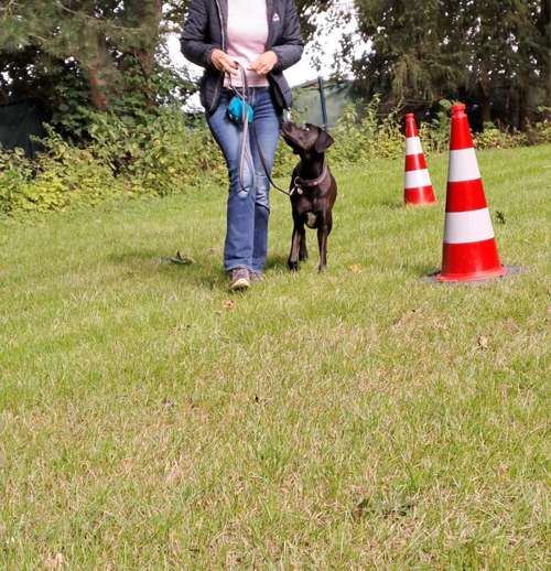 Hundeauslaufgebiet-Hundeschule Hund und Mensch-Bild