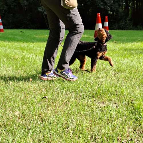 Hundeauslaufgebiet-Hundeschule Hund und Mensch-Bild