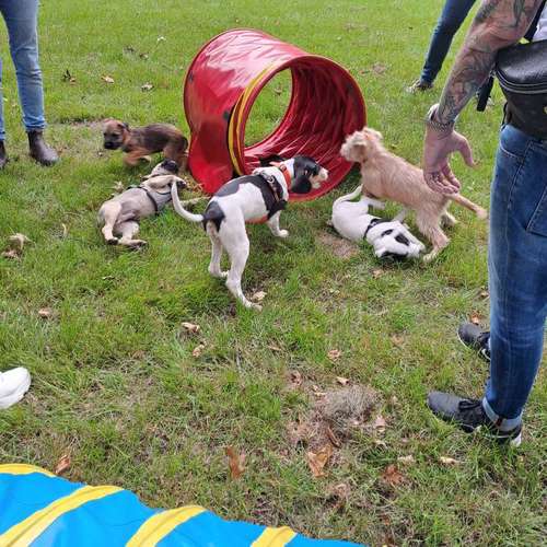 Hundeauslaufgebiet-Hundeschule Hund und Mensch-Bild